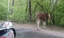 В Алтайском крае на трассе сбили лося