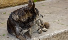 На Алтае следком возбудил уголовное дело после нападения собак на ребенка