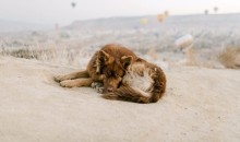 Собаки насмерть загрызли шедшего на работу мужчину в Астраханской области