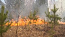 В лесах Алтайского края сохраняется высокая пожароопасность