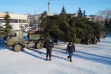 В Бийске установили главную городскую елку