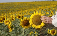 В Алтайском крае собран самый большой урожай подсолнечника в Сибири