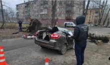 Двух человек убило упавшим тополем в Новокузнецке